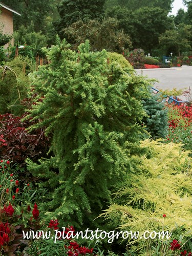 'Little Bogle' European Larch (Larix decidua)